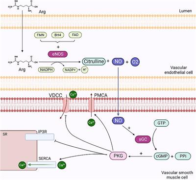 The potential effect of natural antioxidants on endothelial dysfunction associated with arterial hypertension